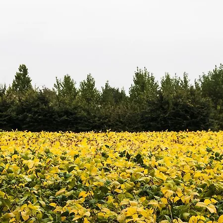 Farm stay Mocenigo Mirano