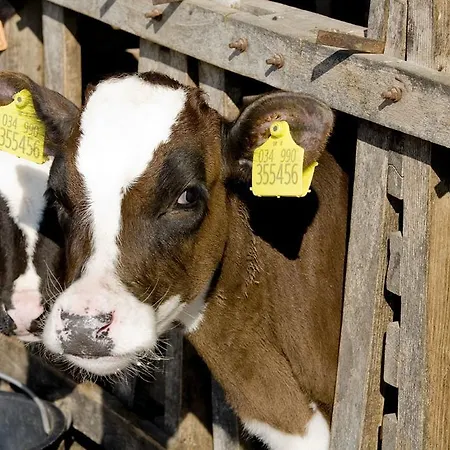 Farma Mocenigo Mirano